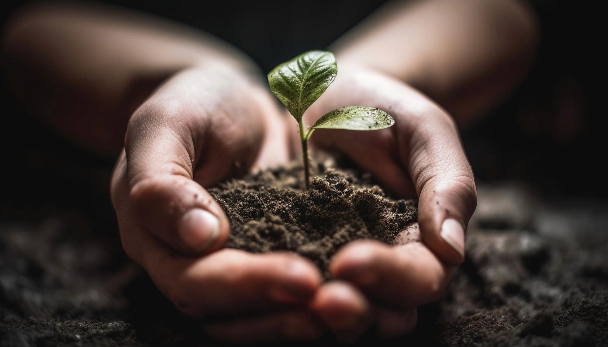 Cupped hands holding soil with a small seedling